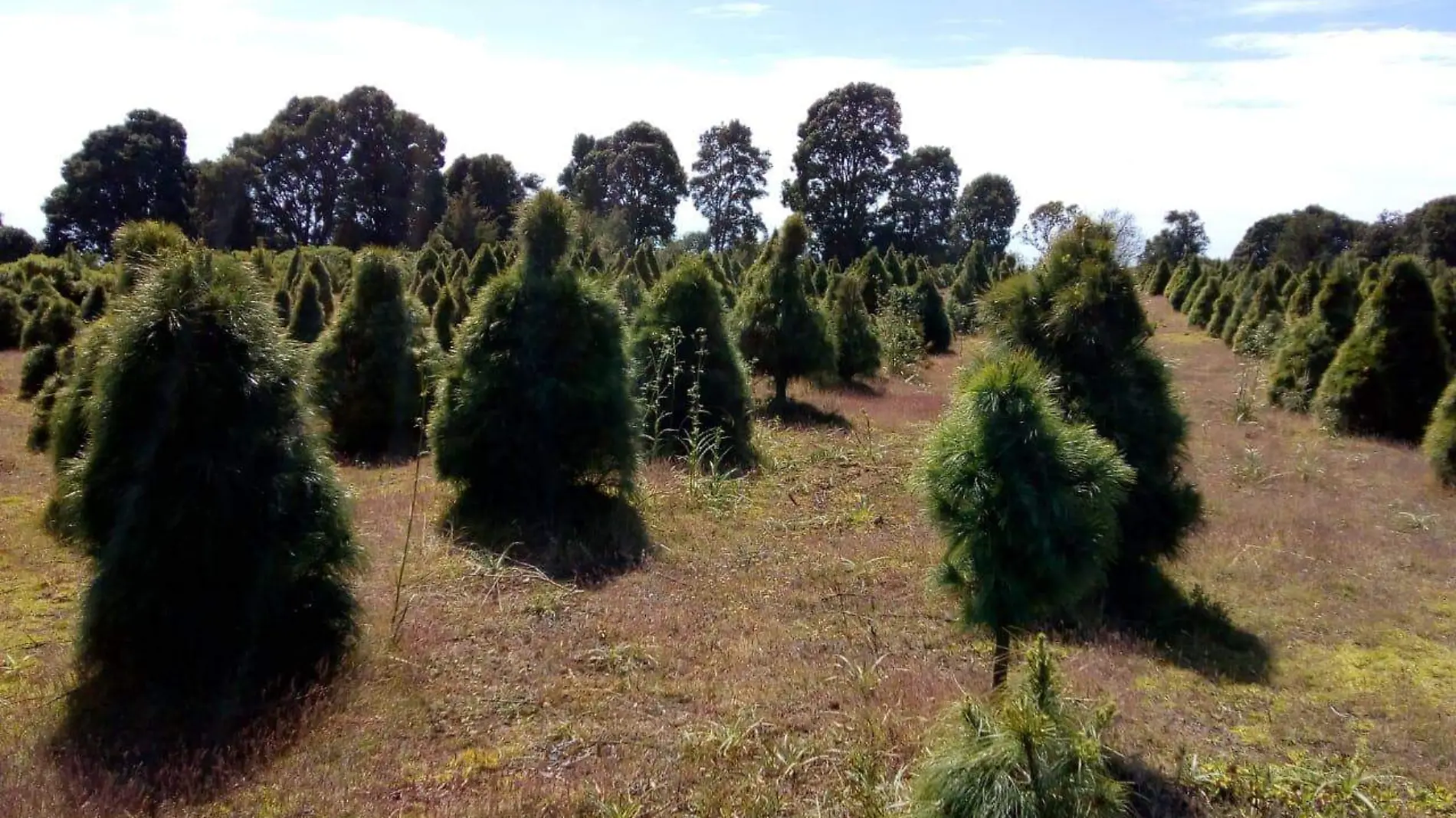 Arboles de navidad H